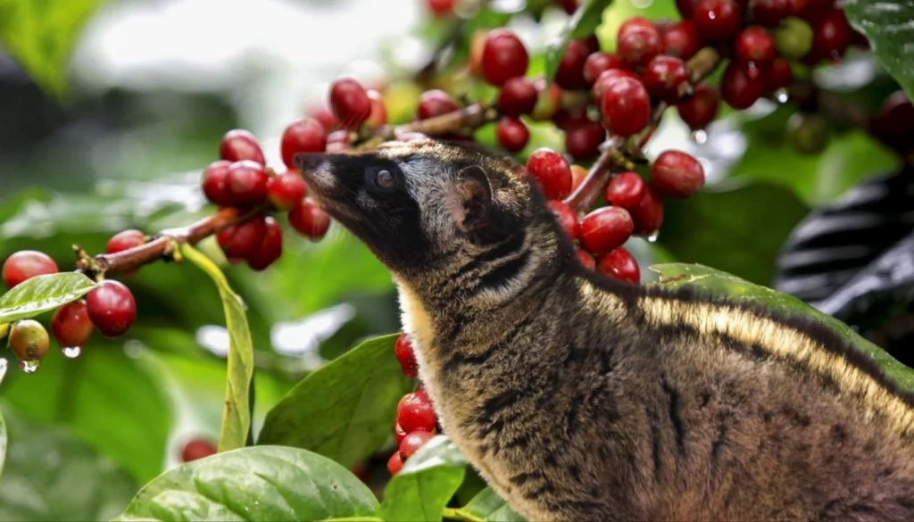 Coffee Plantation