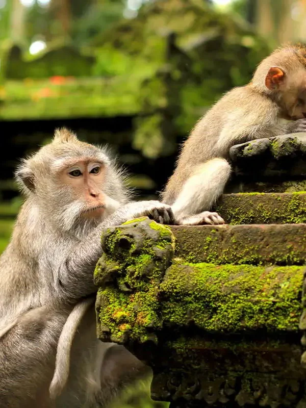 Sangeh Monkey Forest