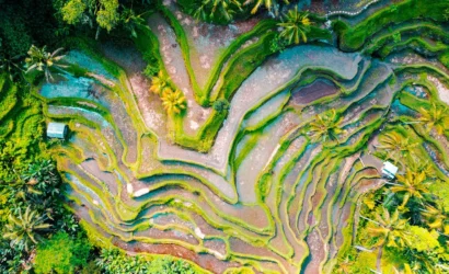 Tegallalang Rice Terraces