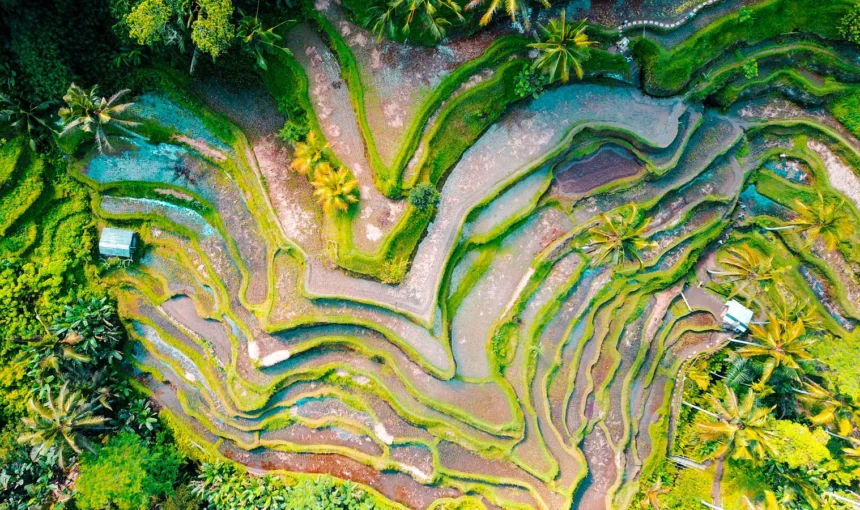 Rice Terrace Tegalalang