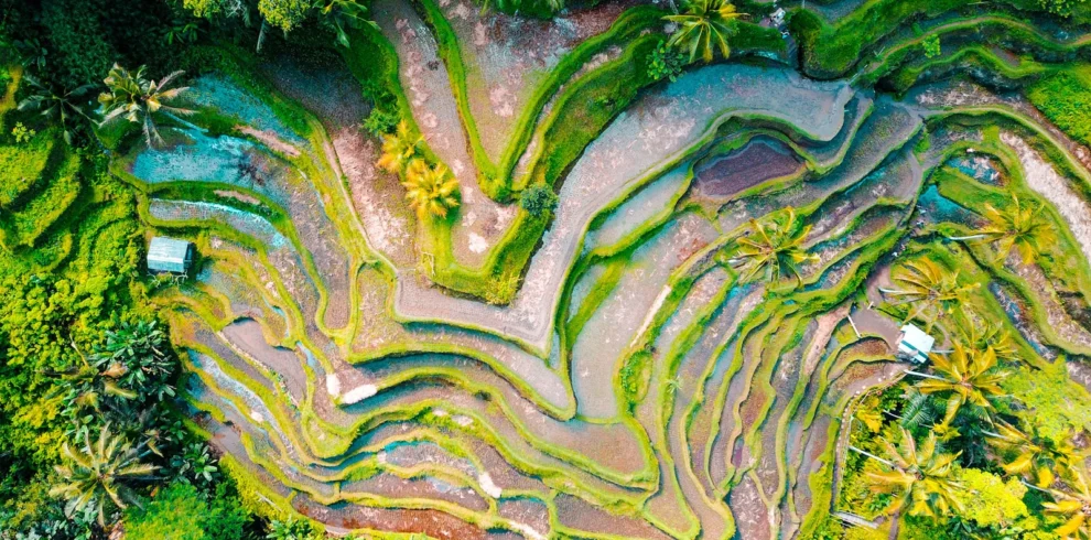 Tegallalang Rice Terraces