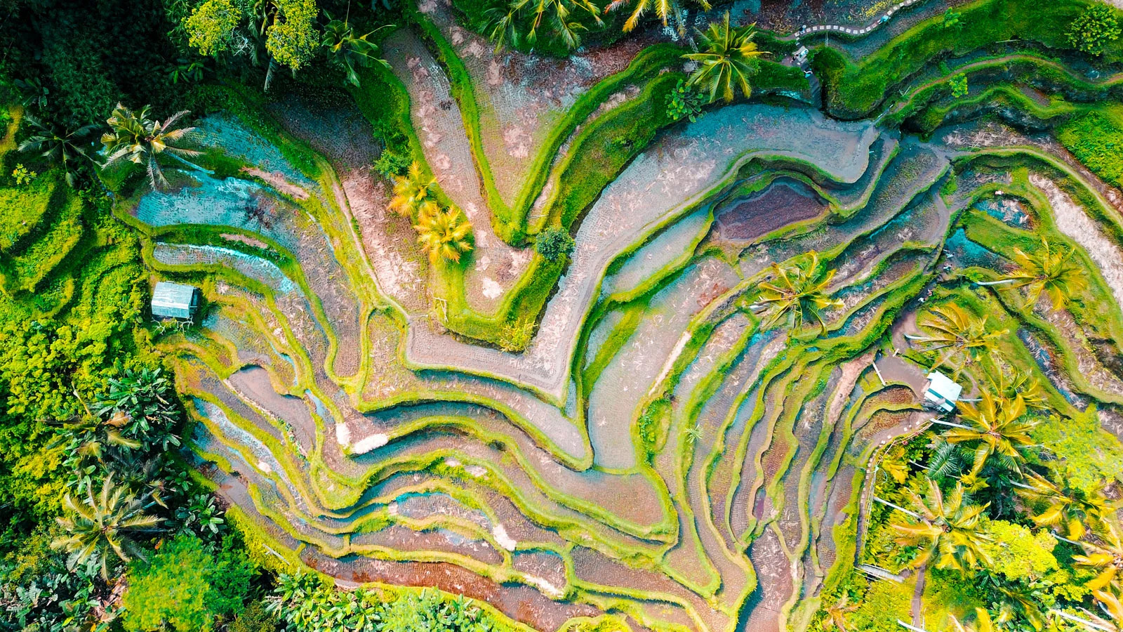 Tegallalang Rice Terraces