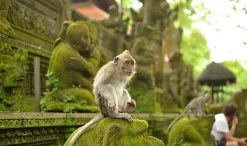 Sangeh Monkey Forest