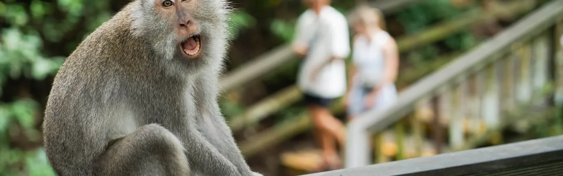 Ubud Monkey Forest