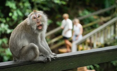 Ubud Monkey Forest