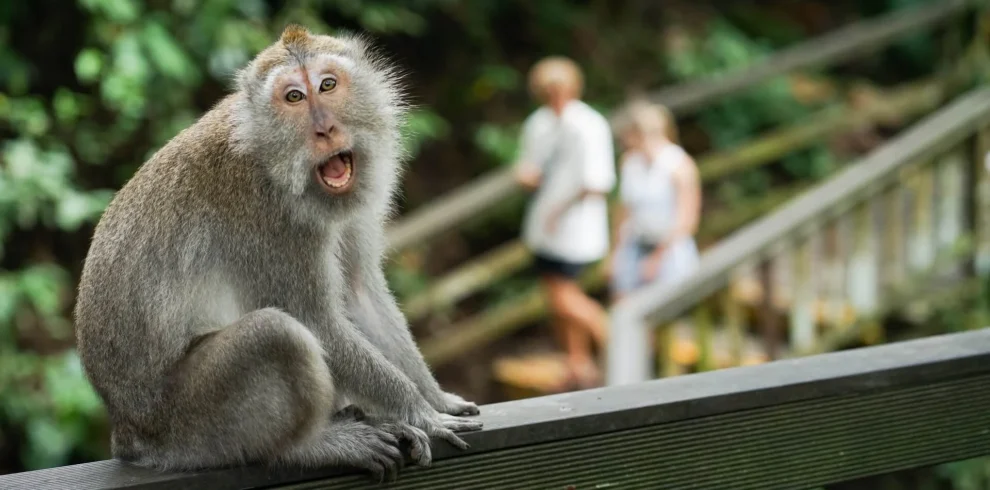 Ubud Monkey Forest