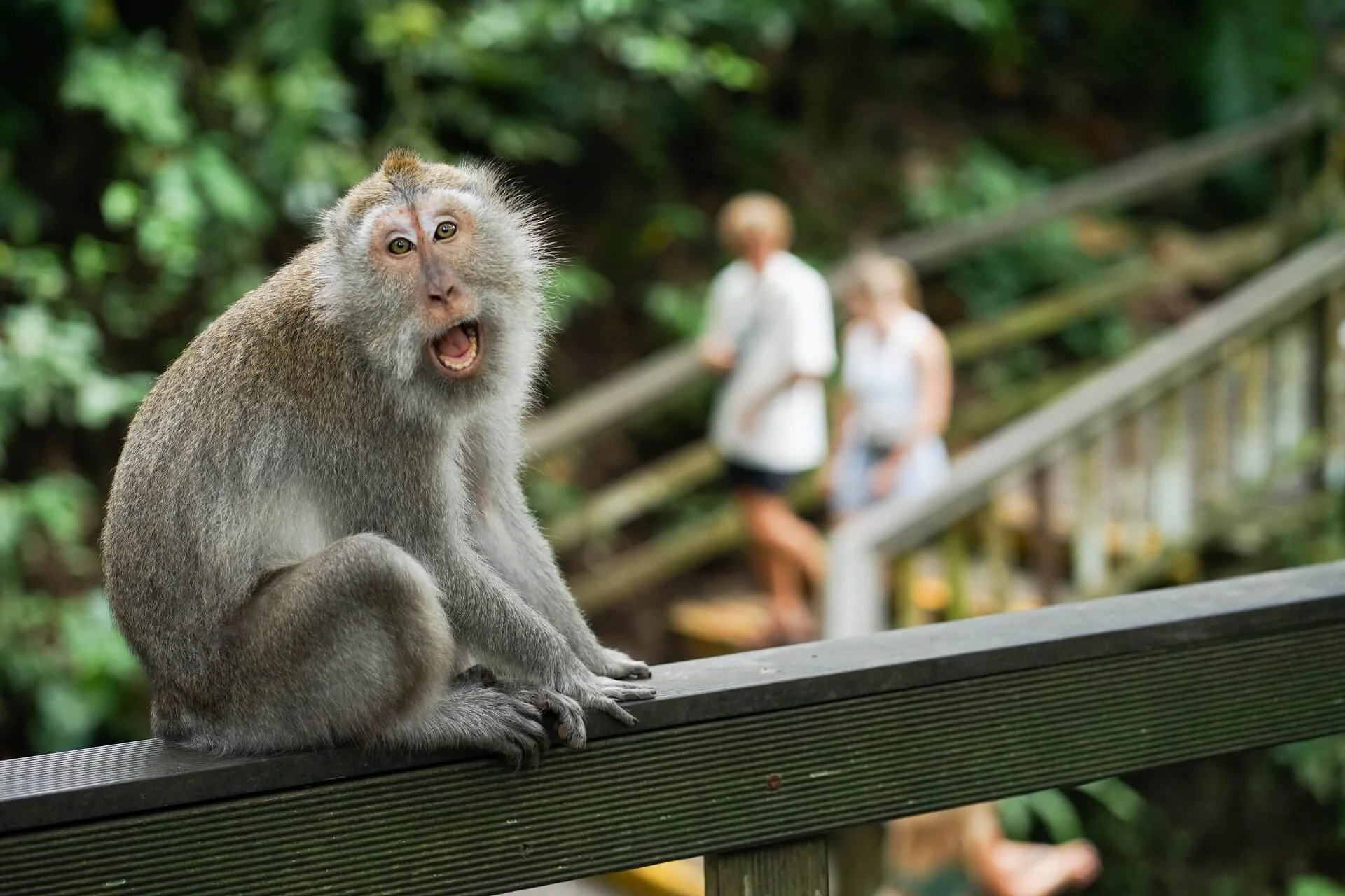 Ubud Monkey Forest