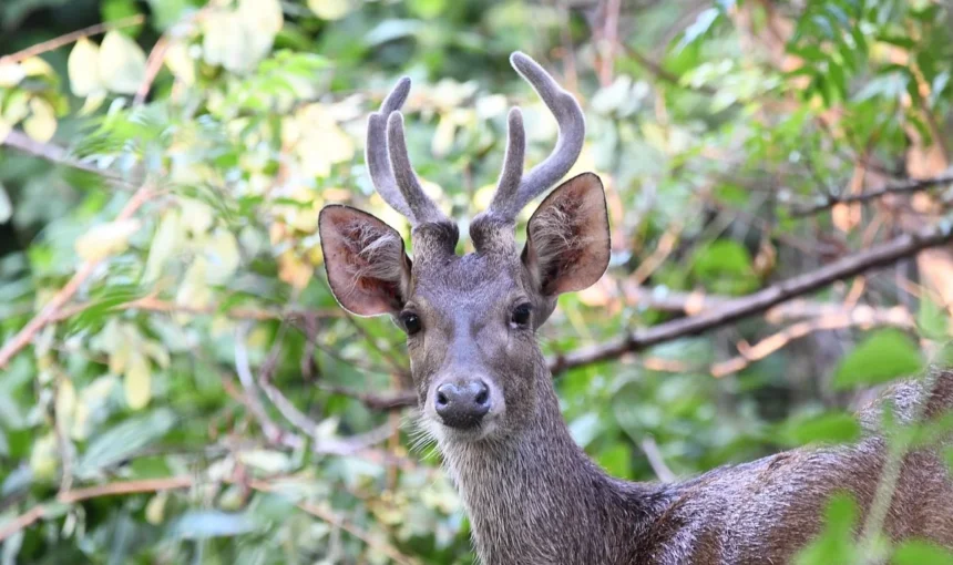 West Bali National Park